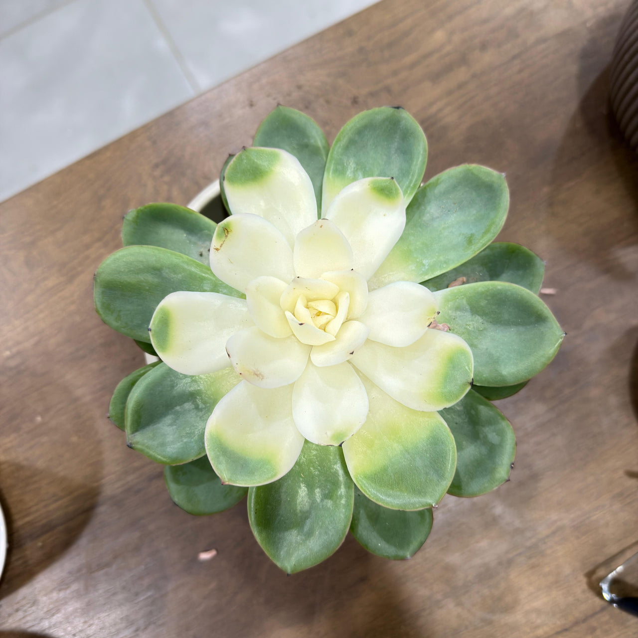 Echeveria succulent - Strawberry Ice