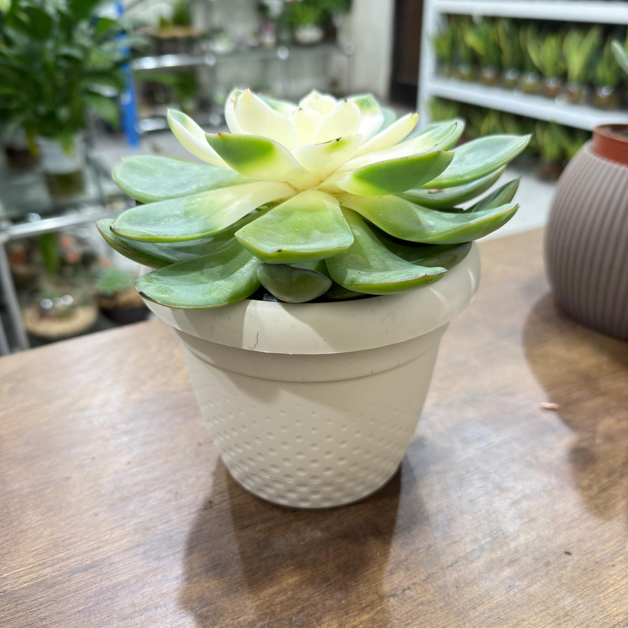Echeveria succulent - Strawberry Ice
