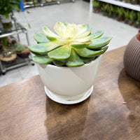 Echeveria succulent - Strawberry Ice