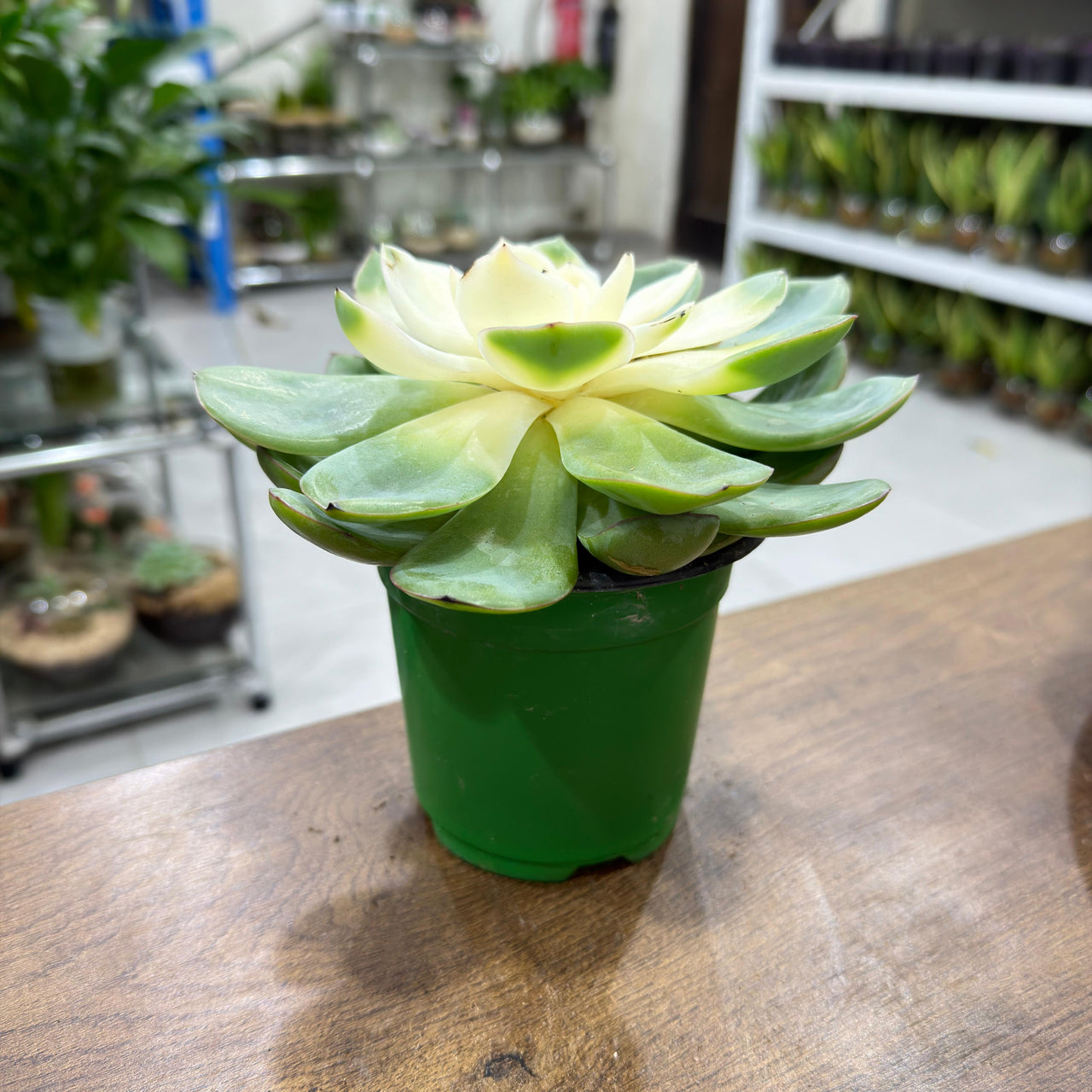 Echeveria succulent - Strawberry Ice