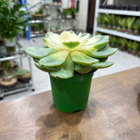 Echeveria succulent - Strawberry Ice