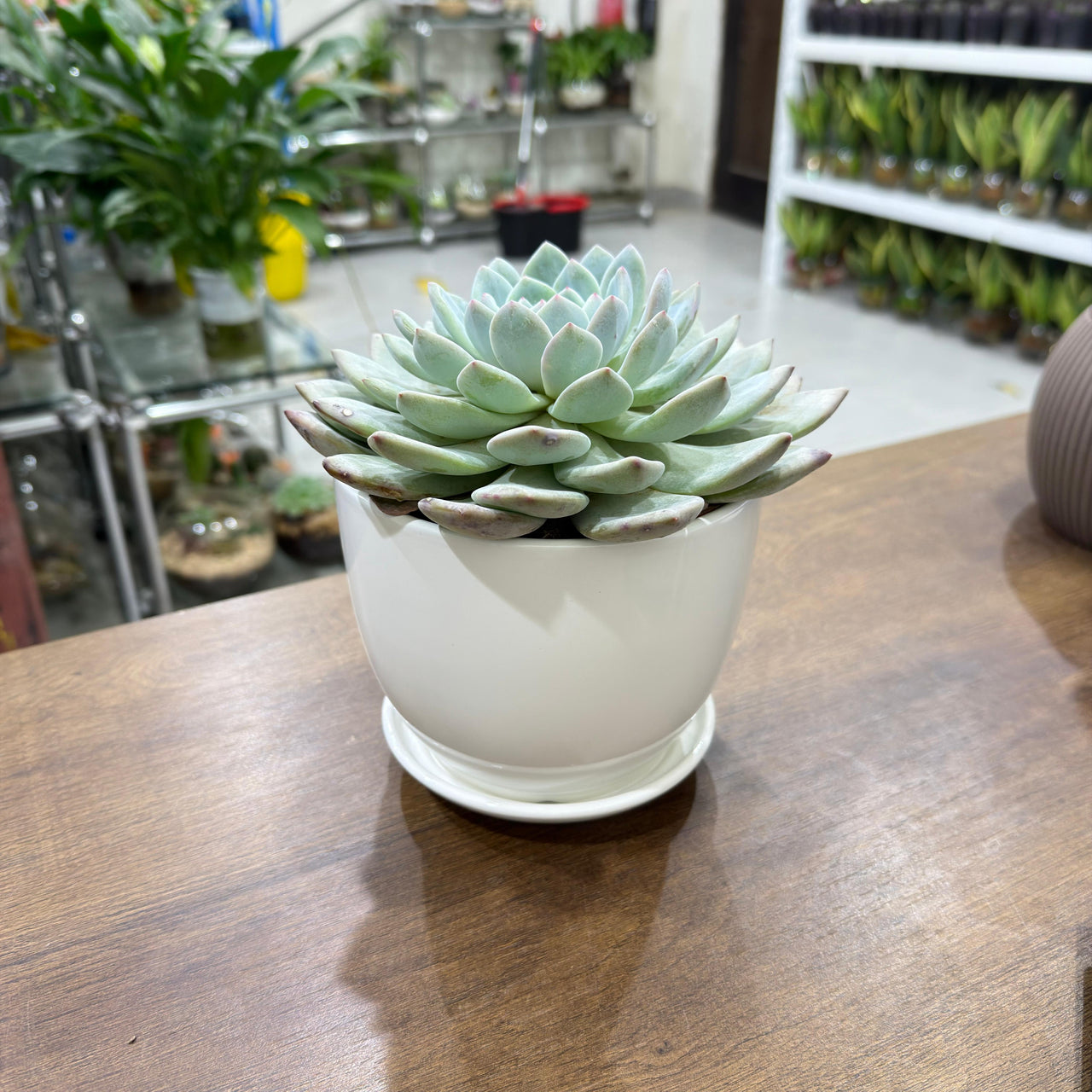 Echeveria elegans Succulent