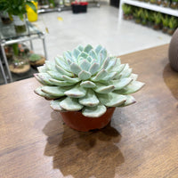 Echeveria elegans Succulent