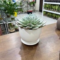 Echeveria elegans Succulent