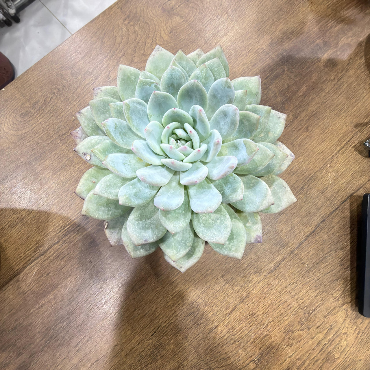 Echeveria elegans Succulent