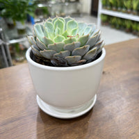 Echeveria succulent-Mexican Snowball