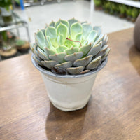 Echeveria succulent-Mexican Snowball