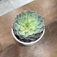 Echeveria succulent-Mexican Snowball