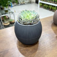 Echeveria succulent-Mexican Snowball