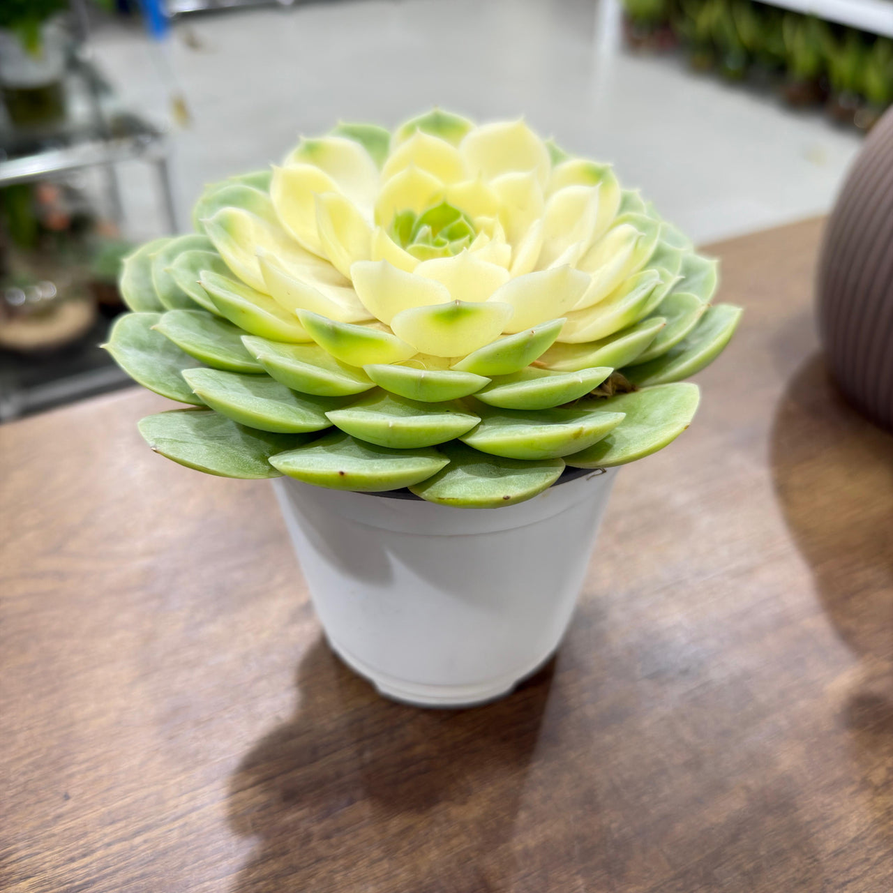 Echeveria varigated 'Compton Carousel'
