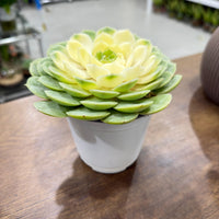 Echeveria varigated 'Compton Carousel'