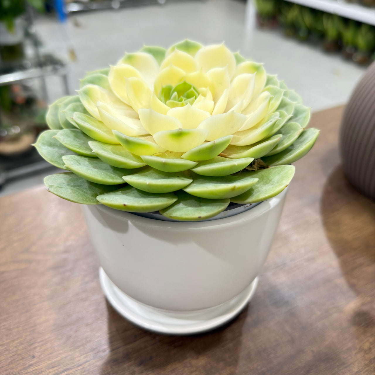Echeveria varigated 'Compton Carousel'