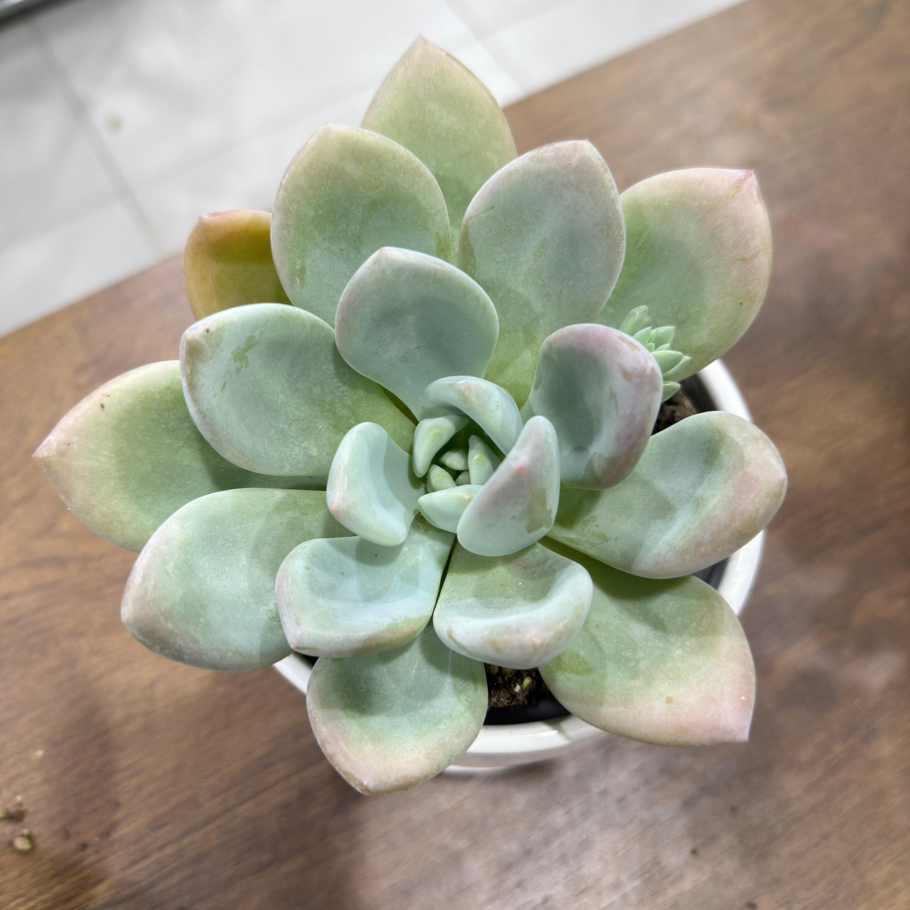 Echeveria Opalina succluent
