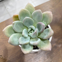 Echeveria Opalina succluent