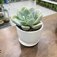Echeveria Opalina succluent