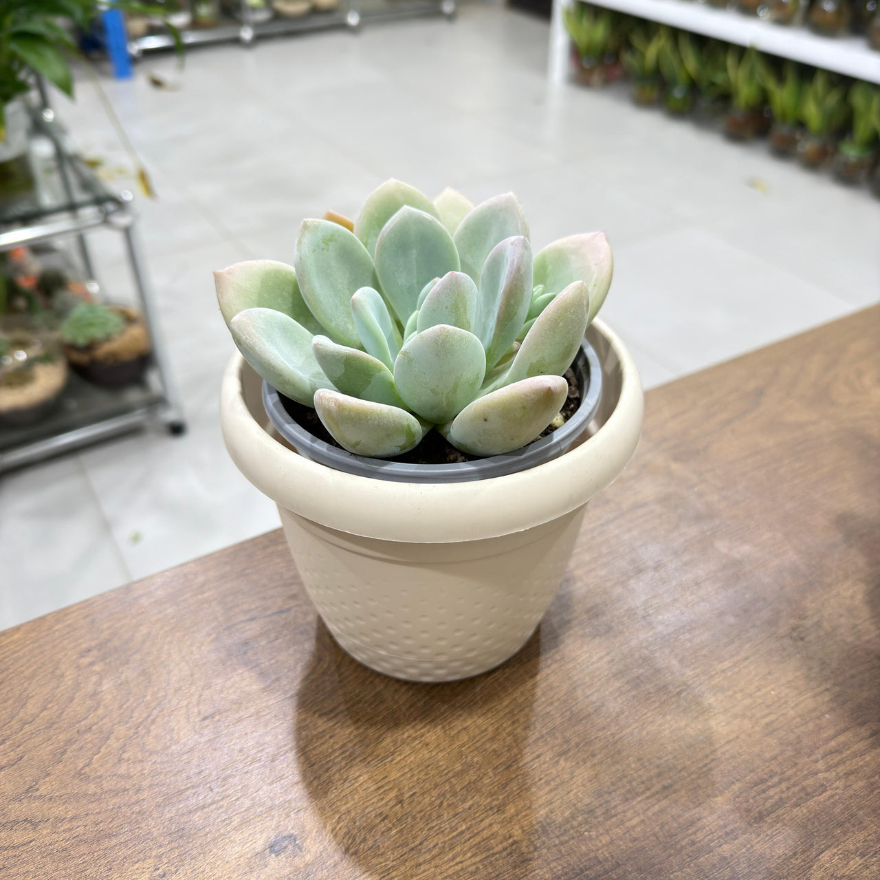 Echeveria Opalina succluent