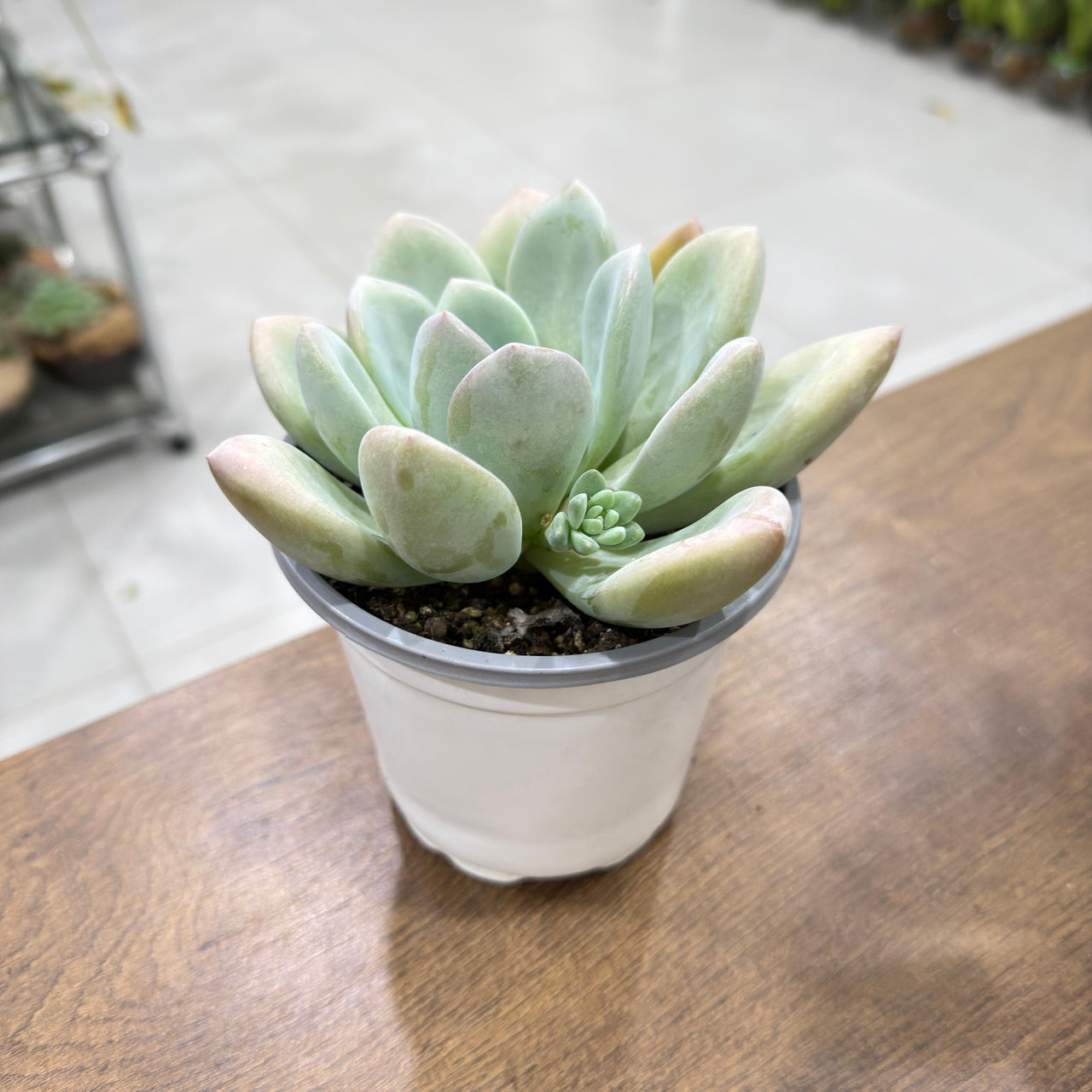Echeveria Opalina succluent