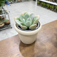 Echeveria Opalina succluent
