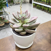 Pachyveria 'Rosy Crow' Succulent