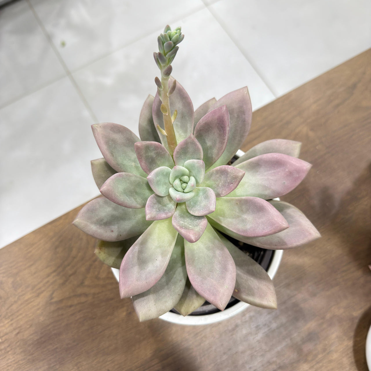 Pachyveria 'Rosy Crow' Succulent