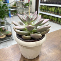 Pachyveria 'Rosy Crow' Succulent