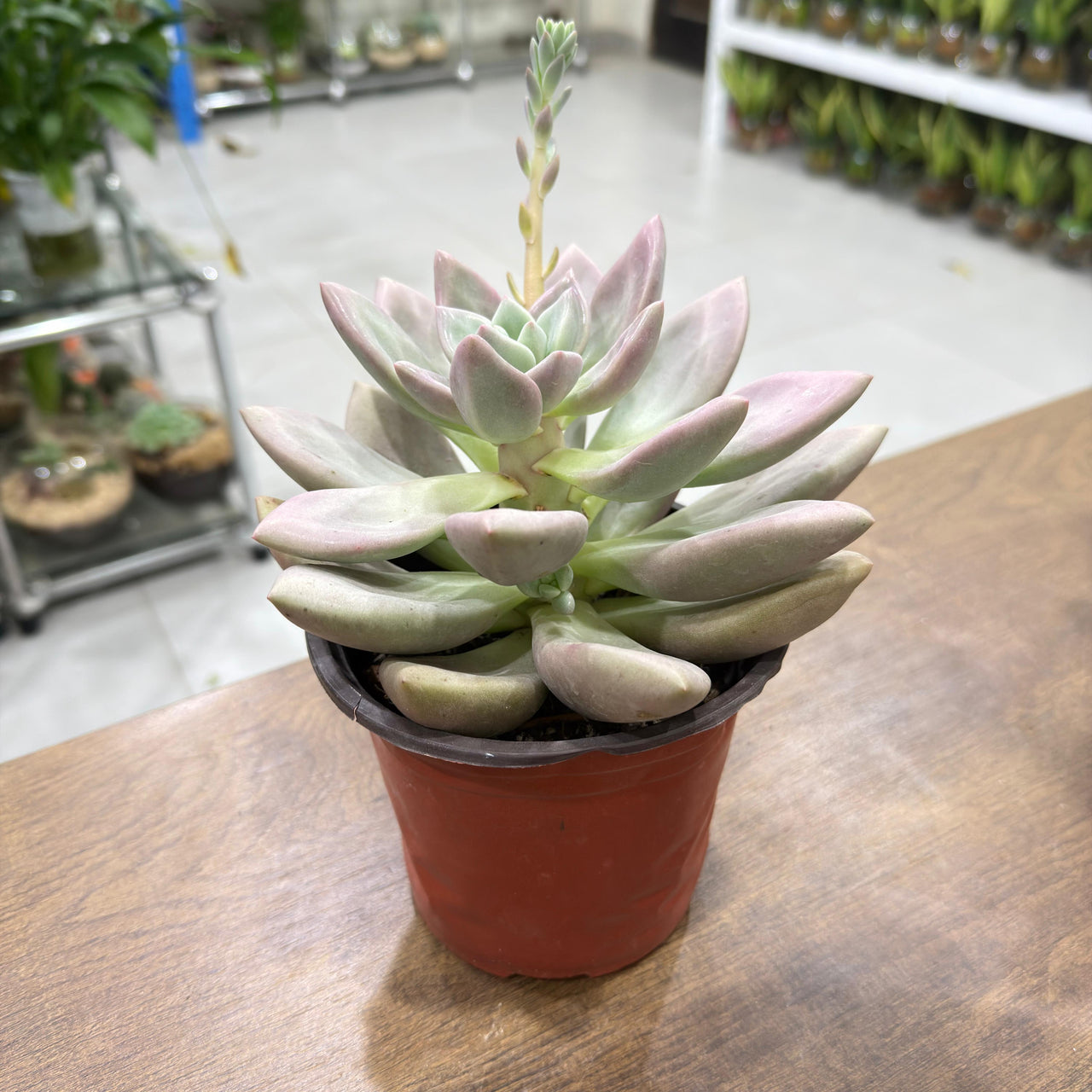 Pachyveria 'Rosy Crow' Succulent