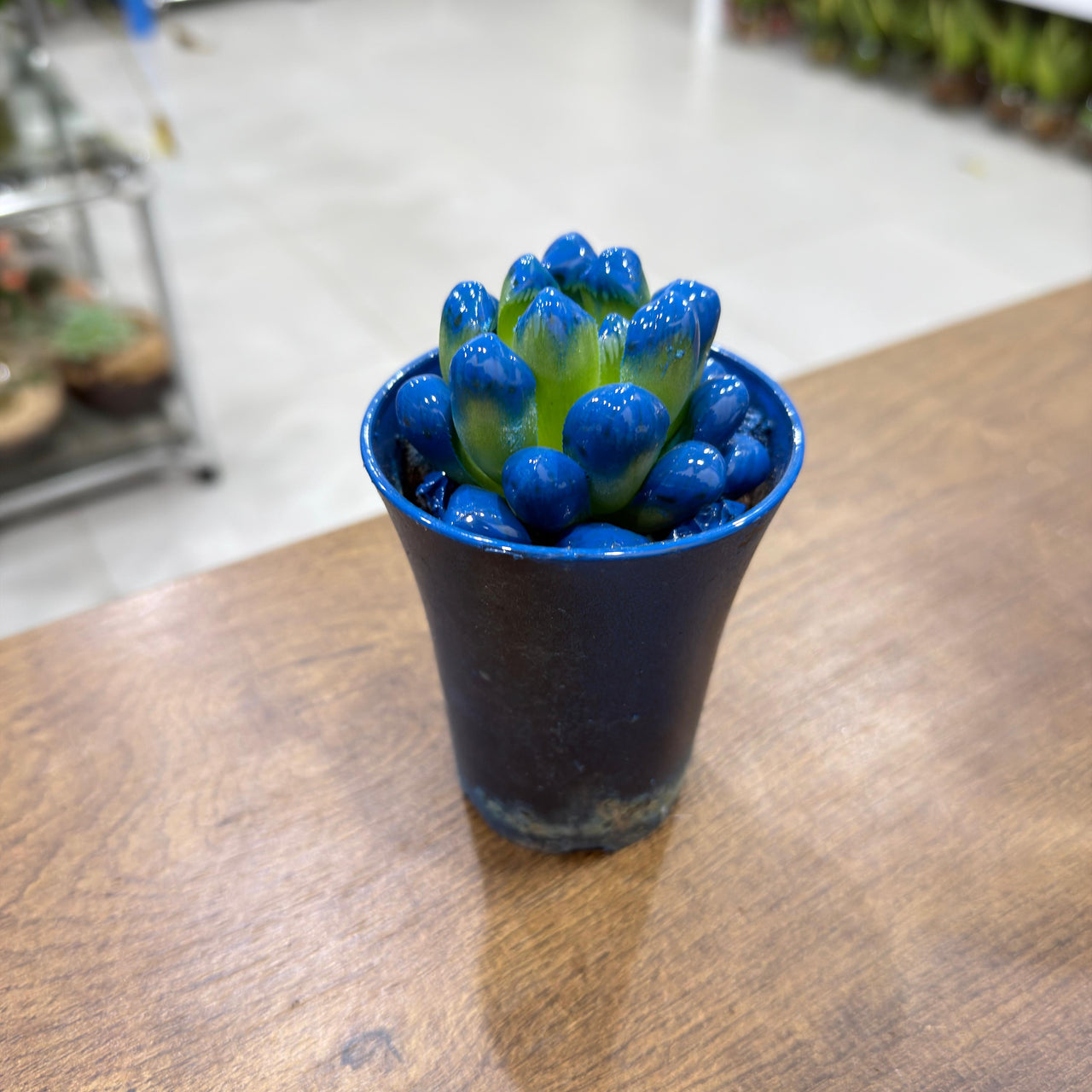 Haworthia cooperi succulents