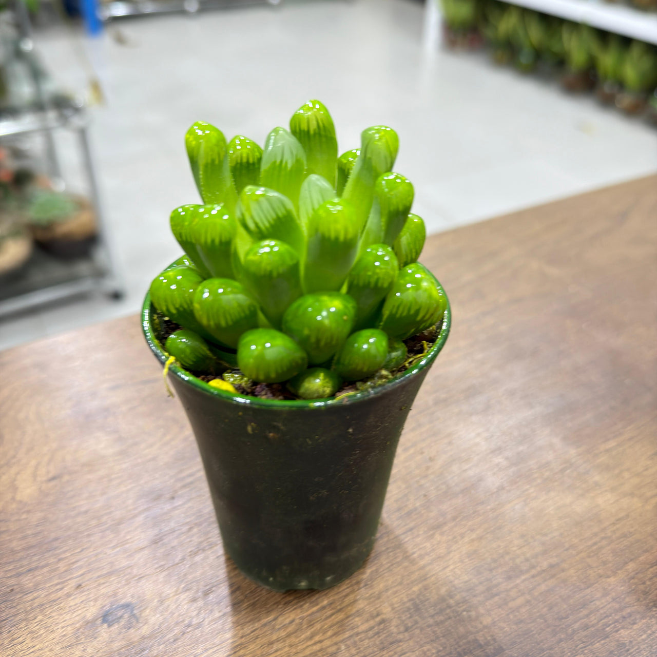 Haworthia cooperi succulents
