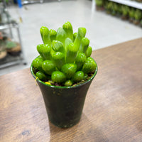 Haworthia cooperi succulents