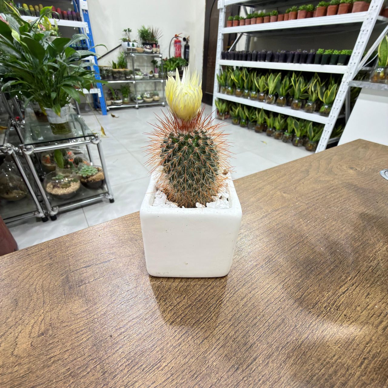 Parodia leninghausii Cacti