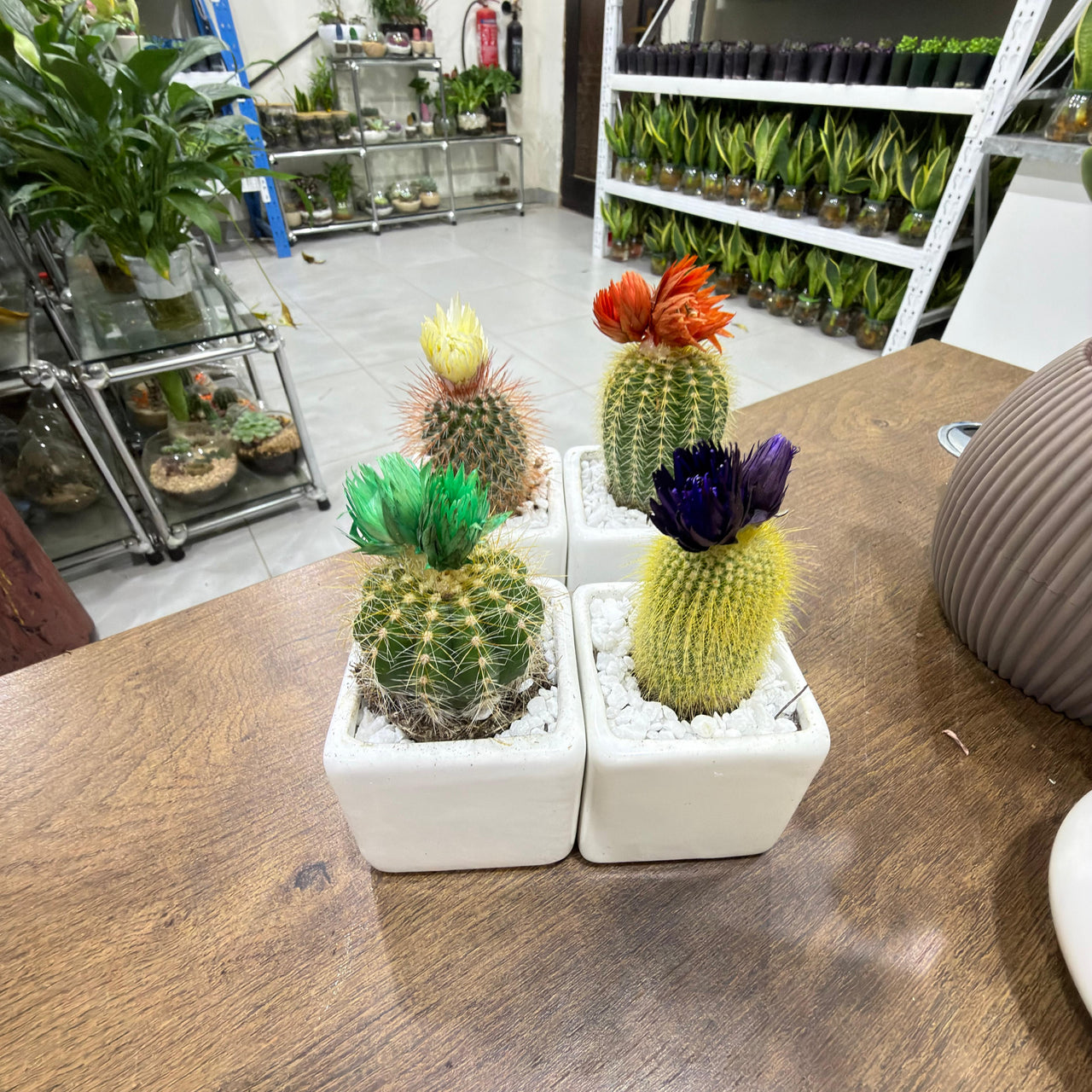 Parodia leninghausii Cacti