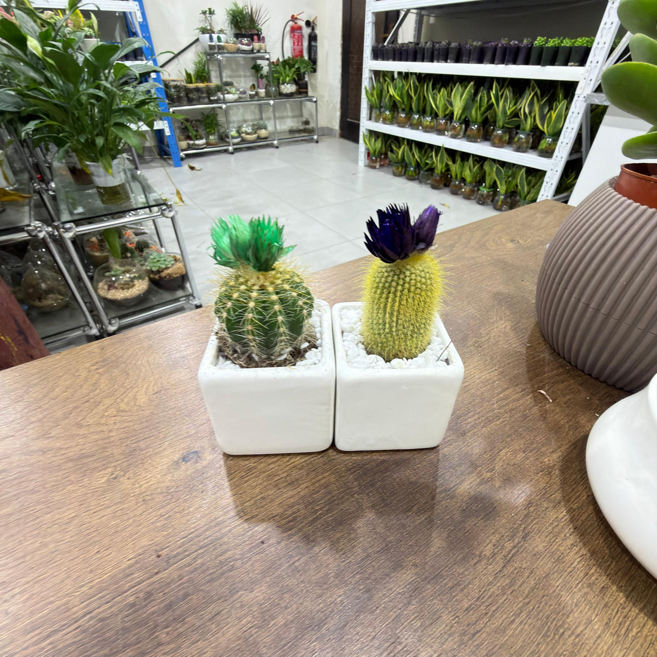 Parodia leninghausii Cacti