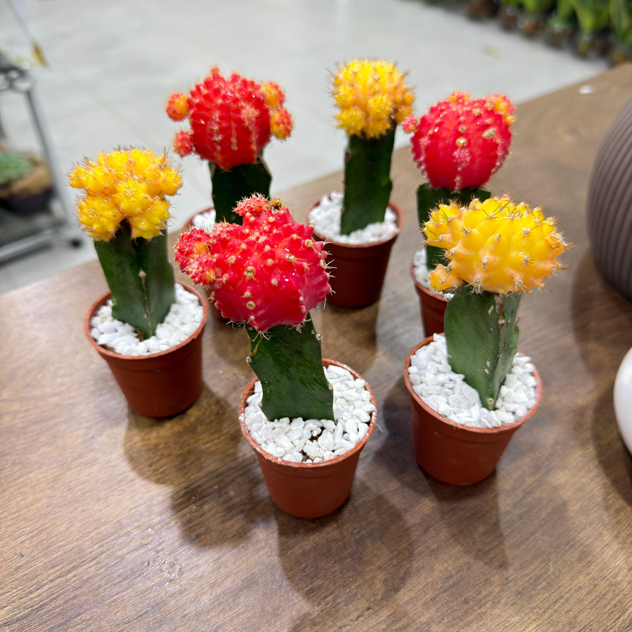 Moon Cactus (Gymnocalycium mihanovichii)