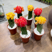 Moon Cactus (Gymnocalycium mihanovichii)
