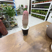 Echinocereus Rigidissimus Rubrispinus - Rare Boobie Cactus
