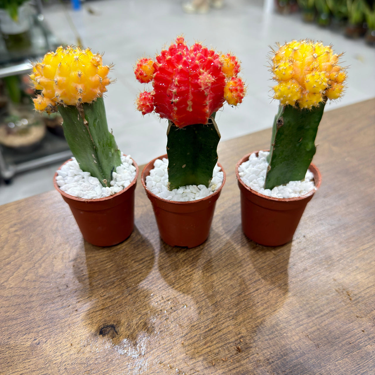 Moon Cactus (Gymnocalycium mihanovichii)