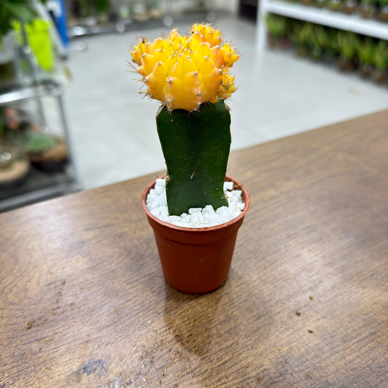 Moon Cactus (Gymnocalycium mihanovichii)