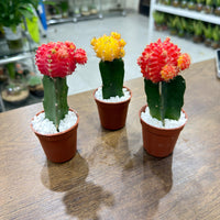 Moon Cactus (Gymnocalycium mihanovichii)