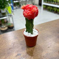 Moon Cactus (Gymnocalycium mihanovichii)