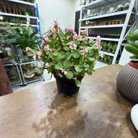 Portulacaria afra variegata pink