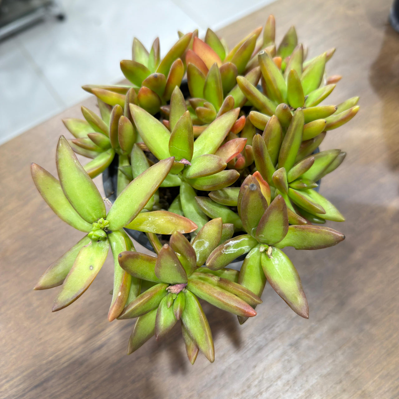 Sedum adolphii 'Firestorm'