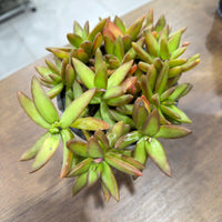 Sedum adolphii 'Firestorm'