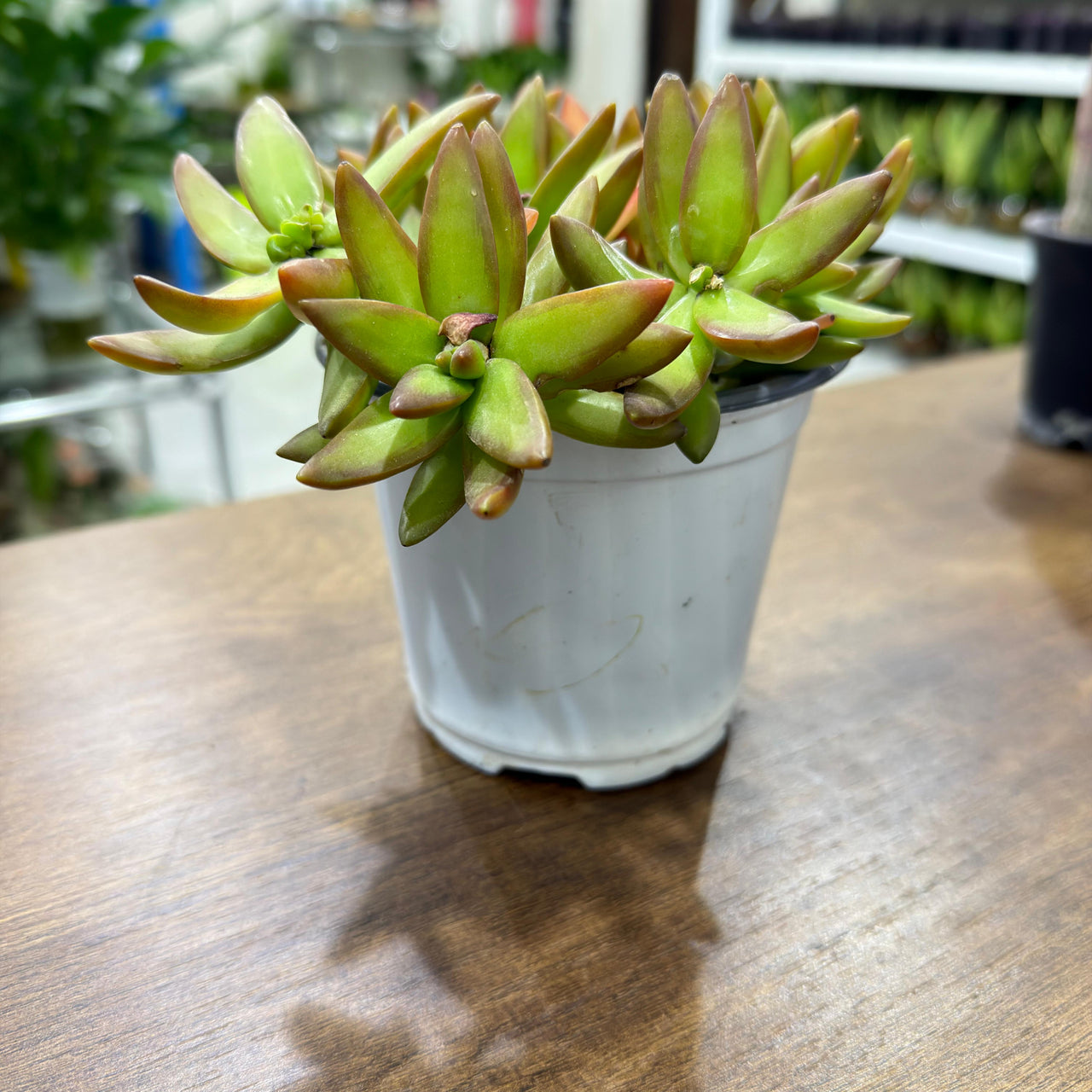 Sedum adolphii 'Firestorm'