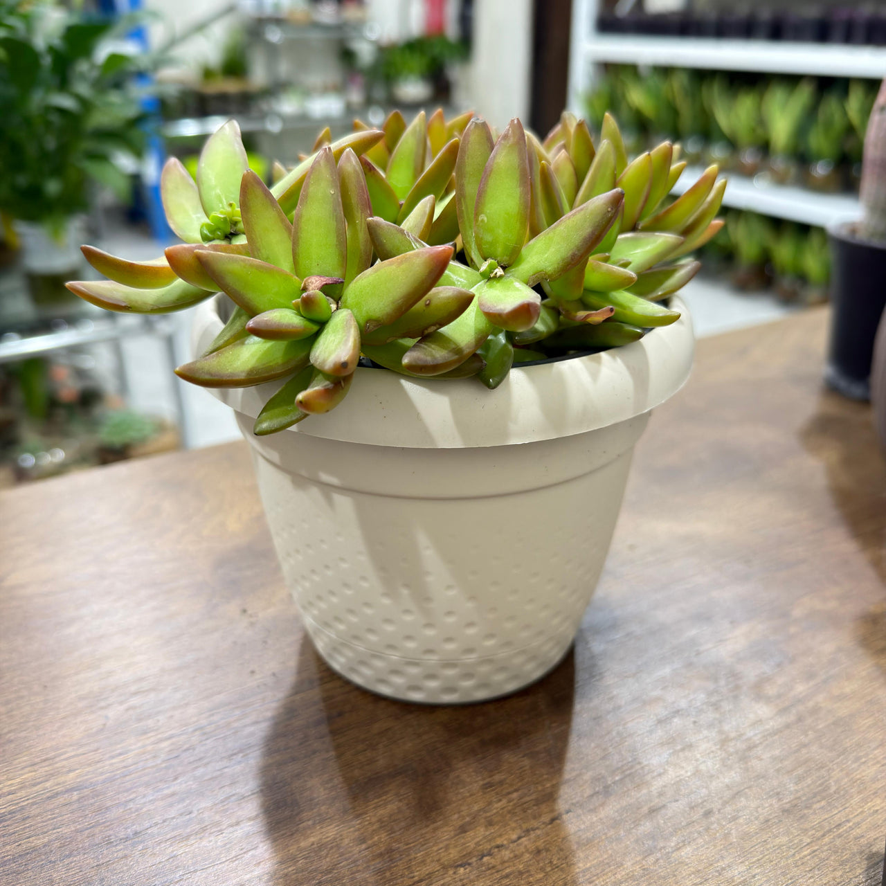 Sedum adolphii 'Firestorm'