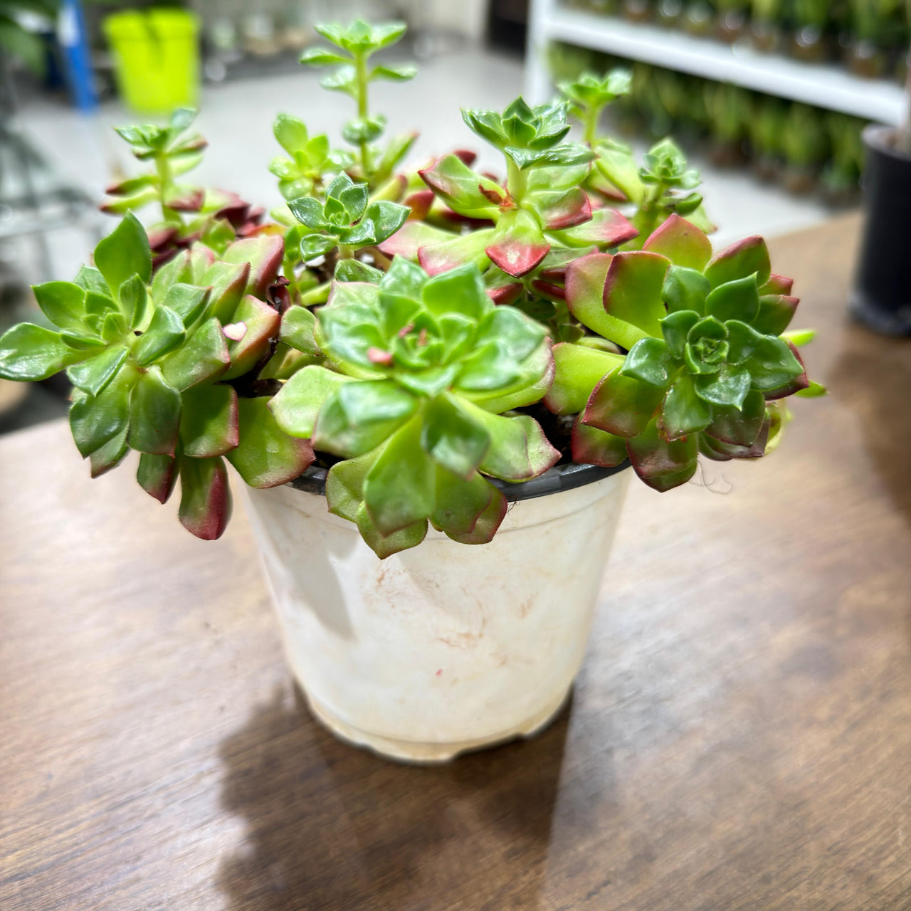 Sedeveria 'Letizia'- compact rosettes
