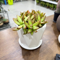 Sedum adolphii 'Firestorm'