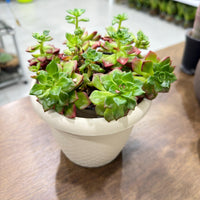 Sedeveria 'Letizia'- compact rosettes