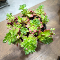Sedeveria 'Letizia'- compact rosettes