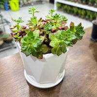 Sedeveria 'Letizia'- compact rosettes