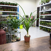 Beaucarnea recurvata-Ponytail Palm